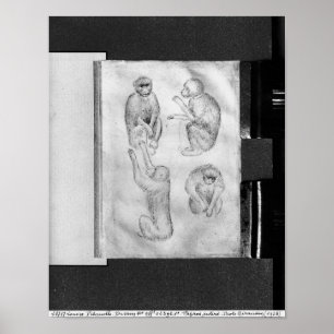 Affiche Singes, de l'album de Vallardi