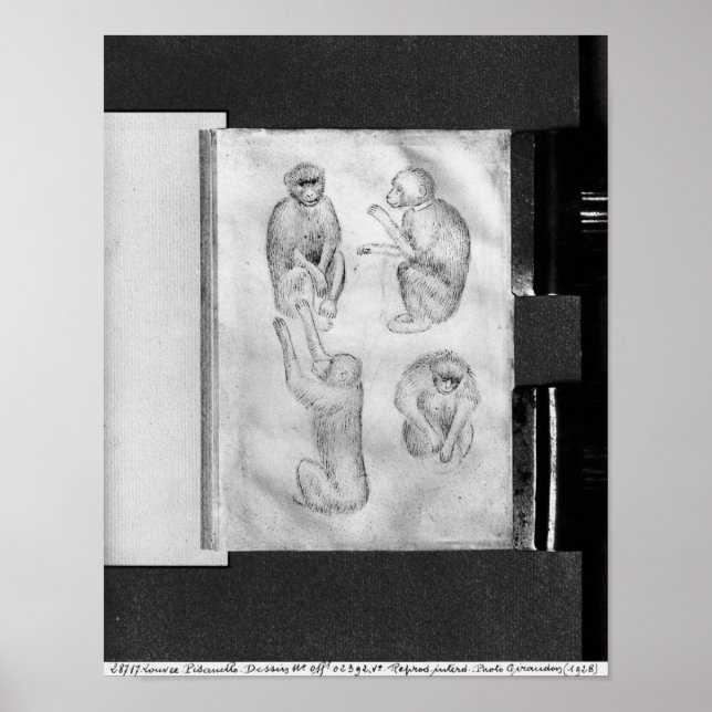 Affiche Singes, de l'Album Vallardi (Devant)