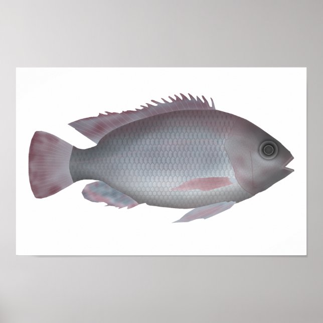 Affiche Singida Tilapia (Devant)