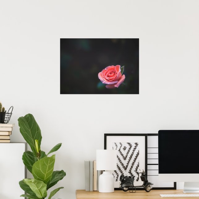 Affiche Single Pink Rose with Dew (Bureau à domicile)