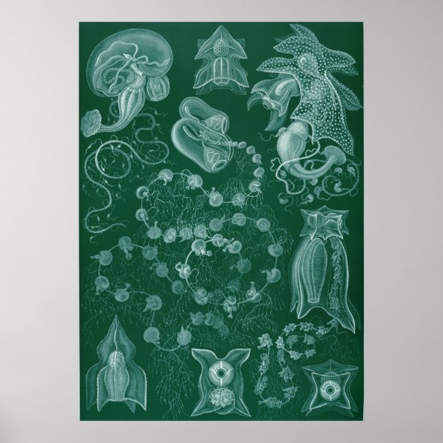 Affiche Siphonophorae (Devant)