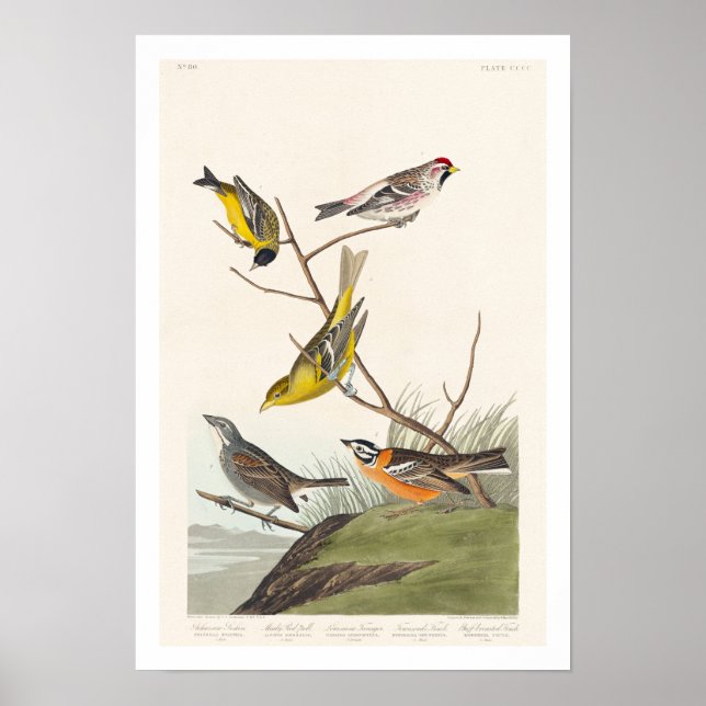 Affiche Siskin, Sondage Rouge, Tanager, Bunting, Finch (Devant)