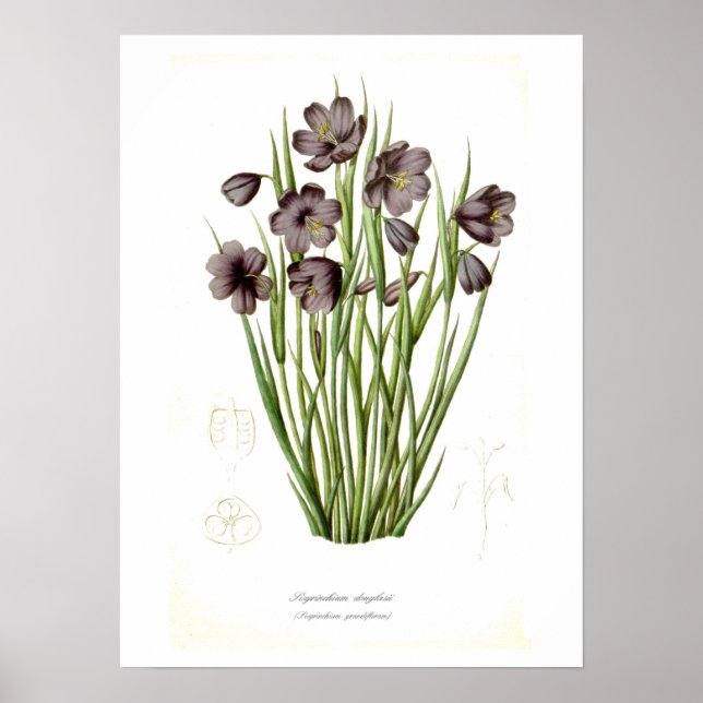 Affiche Sisyrinchium douglasii (Devant)