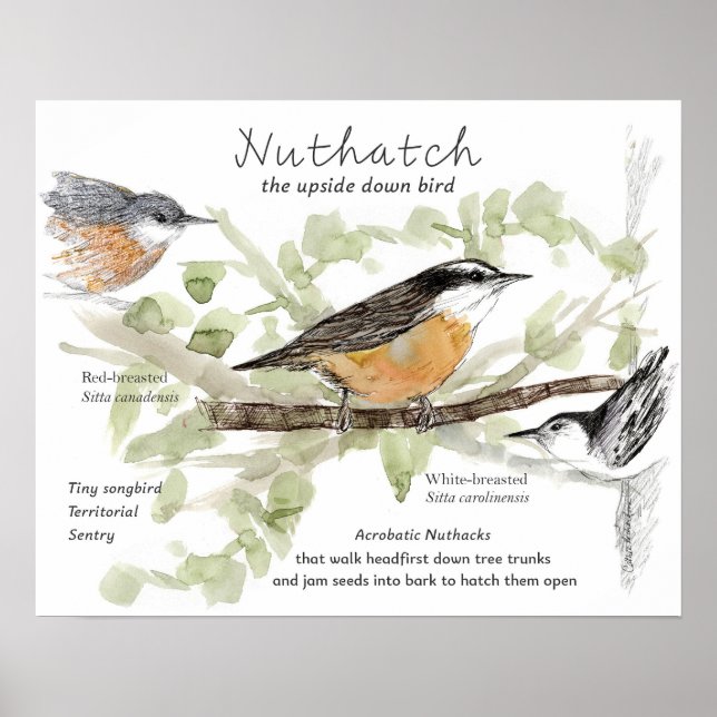 Affiche Sittelle Minuscule Oiseau Chantant Dessin Tronc D' (Devant)