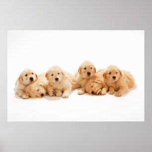 Affiche Six Golden Retriever Puppies