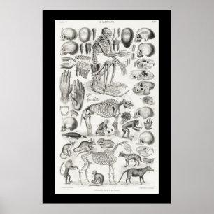 Affiche Skeleton animal noir et blanc Crânes Mammalia