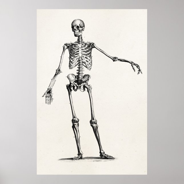 Affiche Skeleton Retro Anatomy Skeletons des années 1800 v (Devant)
