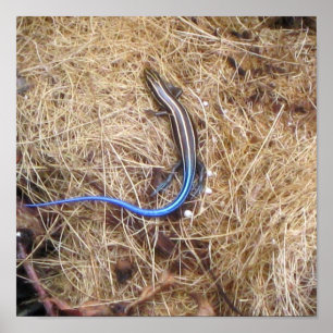 Affiche Skink à queue bleue