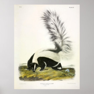 Affiche Skunk à grande queue, Hooded Skunk, par Audubon