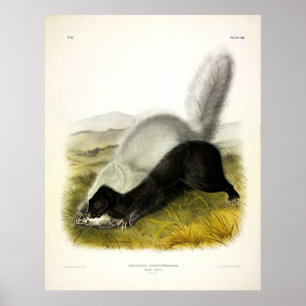 Affiche Skunk (Texan Skunk) Audubon's Quadrupeds