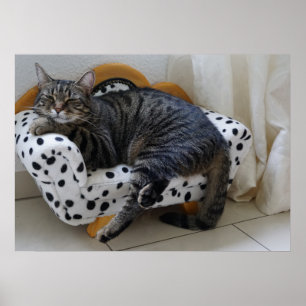 Affiche Sleepy cat
