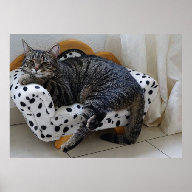 Affiche Sleepy cat (Devant)