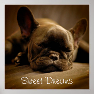 Affiche Sleepy French Bulldog