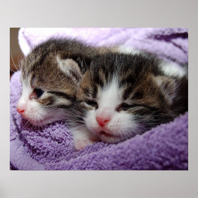 Affiche Sleepy kittens (Devant)