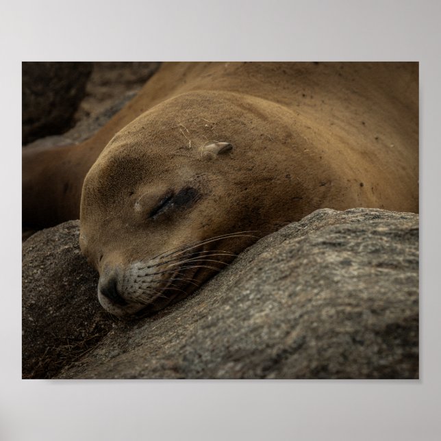 Affiche Sleepy Sea Lion - Sleeping Wildlife Photography (Devant)