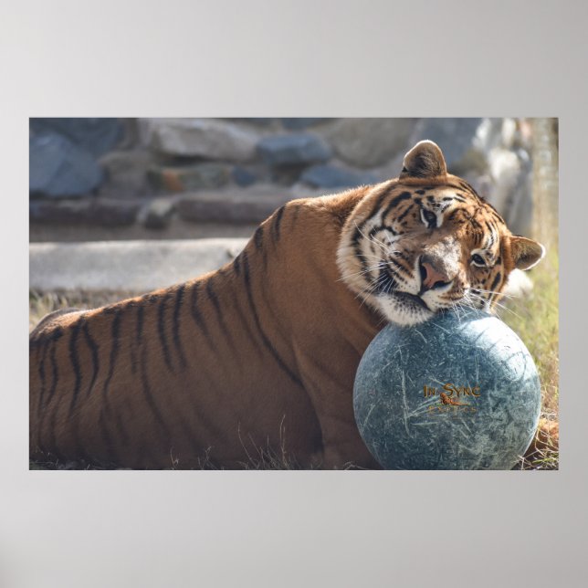 Affiche Sleepy Zacharia (Devant)