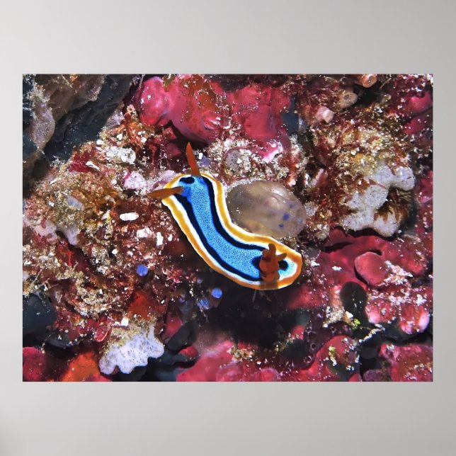 Affiche Slinking Nudibranch (Devant)