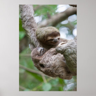 Affiche Sloth Baby avec mère pendre d'un arbre