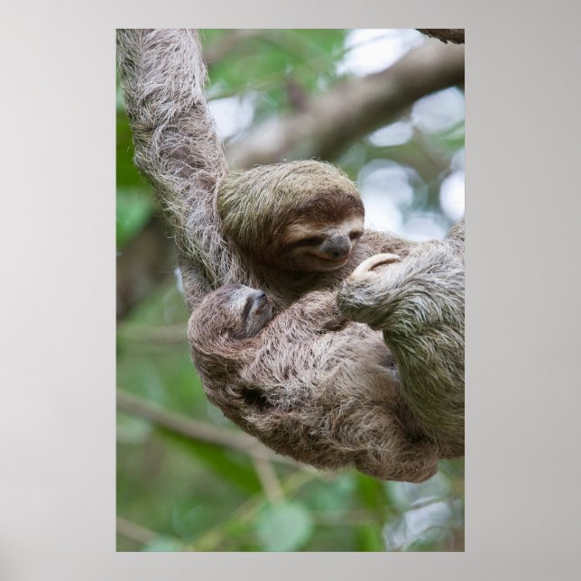 Affiche Sloth Baby avec mère pendre d'un arbre (Devant)