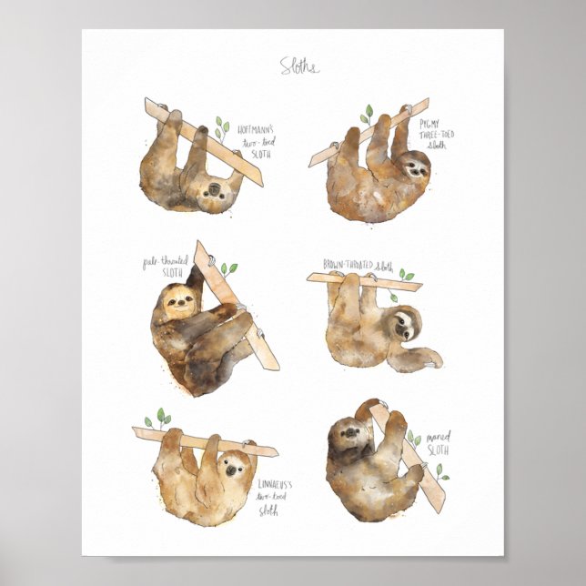 Affiche Sloths Classic  (Devant)