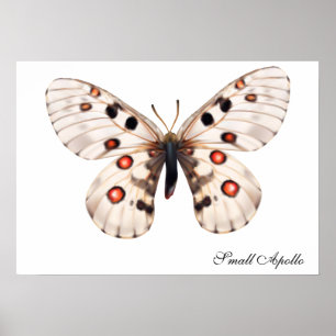 Affiche Small Apollo Butterfly