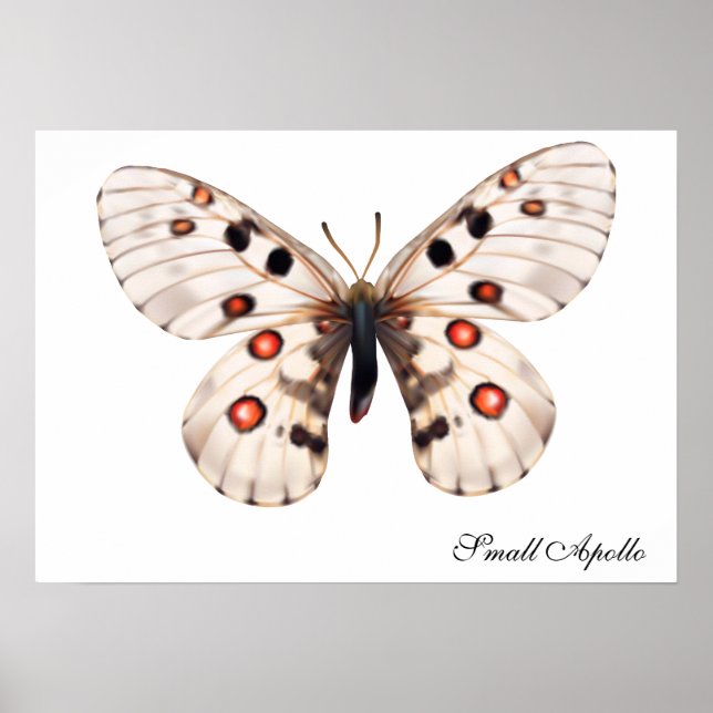 Affiche Small Apollo Butterfly (Devant)