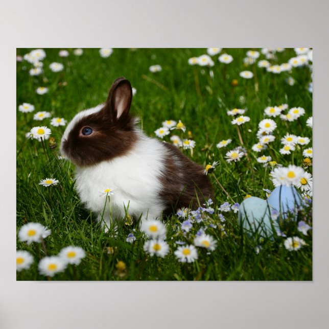 Affiche Small Brown and White Bunny in Flowers (Devant)