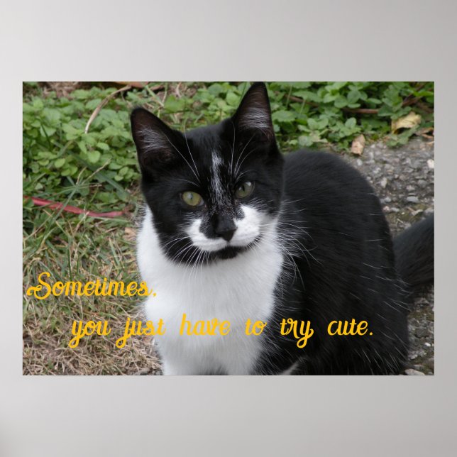 Affiche Smiler says- Sometimes, you just have to try cute. (Devant)
