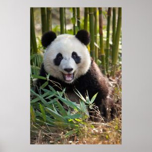 Affiche Smiling Panda Portrait