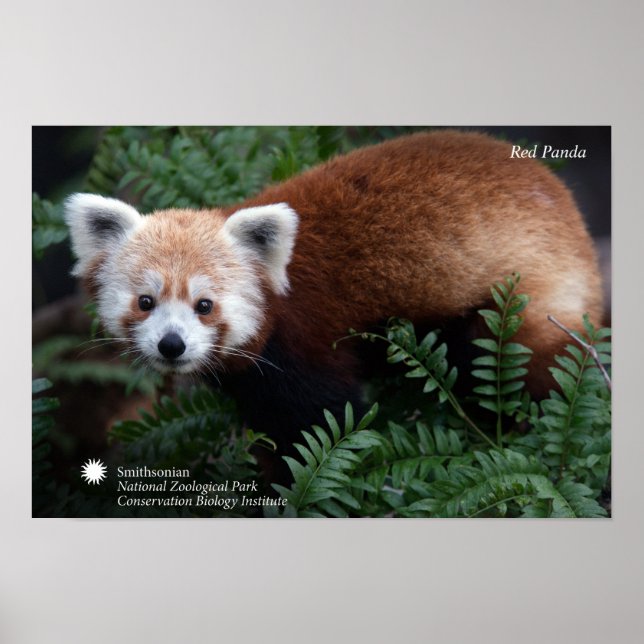 Affiche Smithsonian | Panda rouge (Devant)