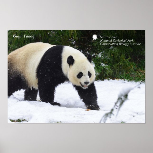 Affiche Smithsonian | Pandas Géants Dans La Neige (Devant)