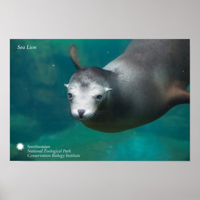 Affiche Smithsonian | Sea Lion (Devant)