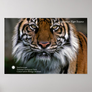 Affiche Smithsonian   Sumatran Tiger Soyono