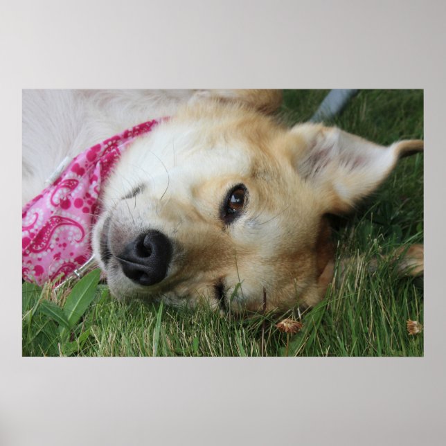 Affiche Smoochie (Devant)