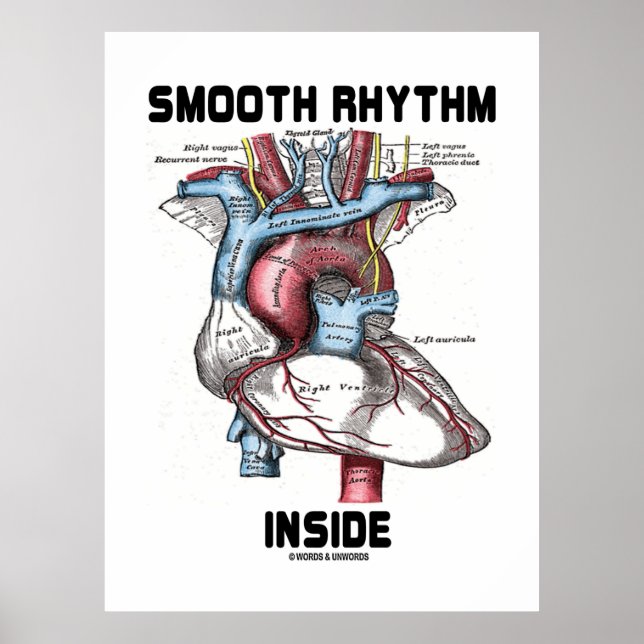 Affiche Smooth Rhythm Inside (Medical Anatomical Heart) (Devant)