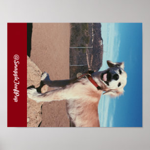 Affiche @SnaggleToofPup