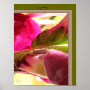 Affiche Snapdragon Blossom CloseUp PhotoPoster par gretche