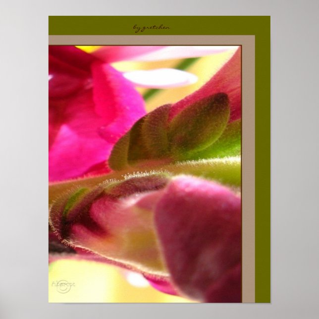 Affiche Snapdragon Blossom CloseUp PhotoPoster par gretche (Devant)