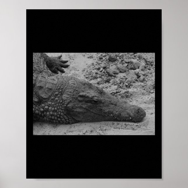 Affiche Snapper Croc Noir Et Blanc Espagne Verticale (Devant)