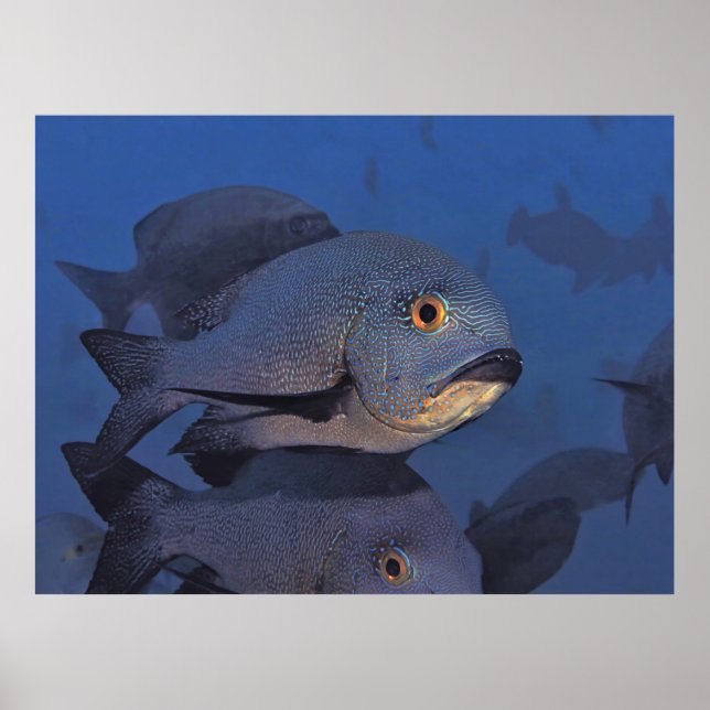 Affiche Snapper de minuit (Devant)