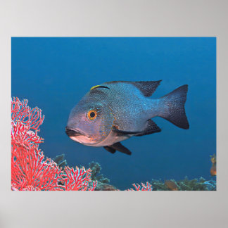 Affiche Snapper de minuit