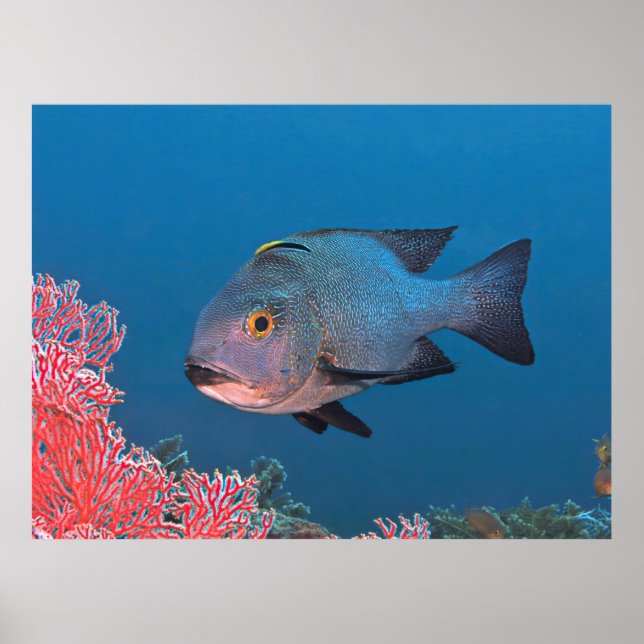 Affiche Snapper de minuit (Devant)