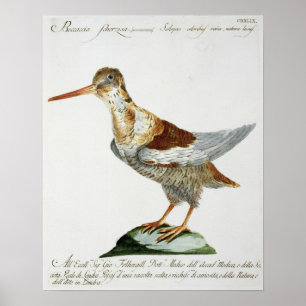 Affiche Snipe, c.1767-76 (gravure à la main)