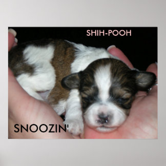 AFFICHE SNOOZIN', 2 SEMAINES SHIH-POO, S...