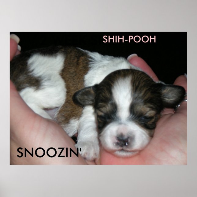 AFFICHE SNOOZIN', 2 SEMAINES SHIH-POO, S... (Devant)