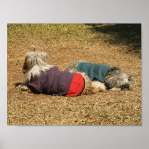 Affiche Snoozing à Nong Khai
