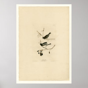 Affiche Snow Bird