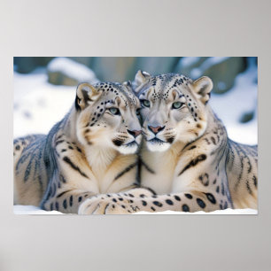 Affiche Snow Leopard Animal Nature Animale Affection Faune