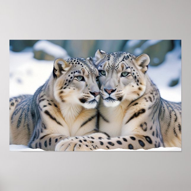 Affiche Snow Leopard Animal Nature Animale Affection Faune (Devant)