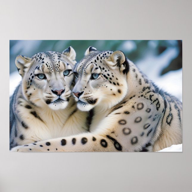 Affiche Snow Leopard Animal Nature Animale Affection fauni (Devant)